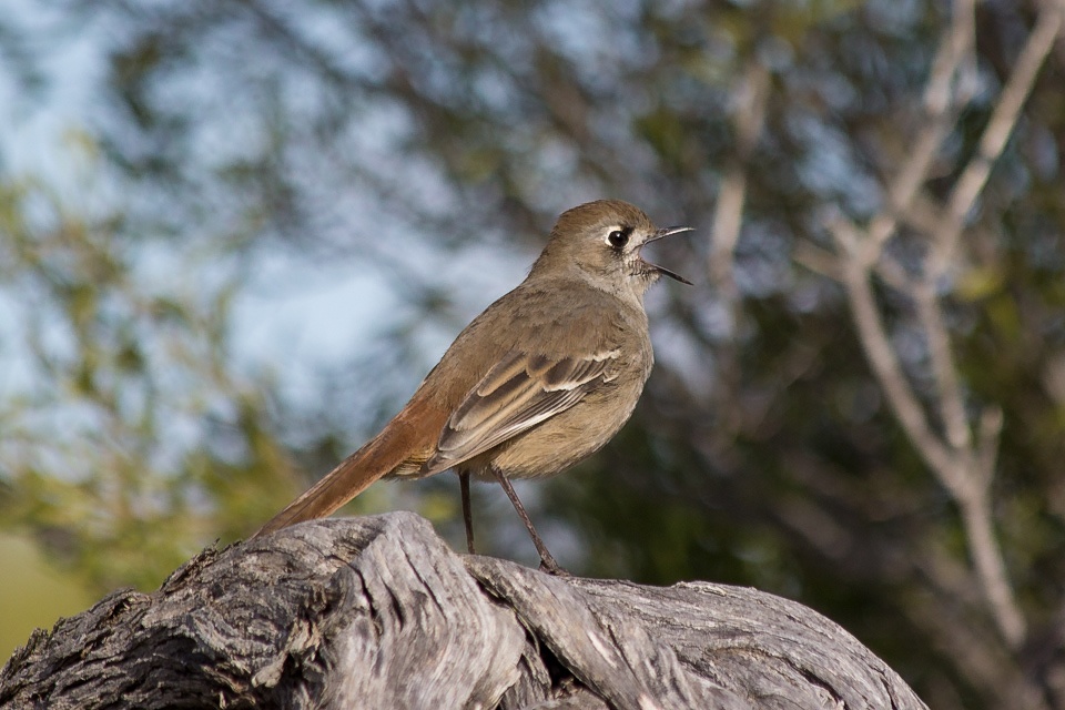 Southern Scrub-robin (Drymodes brunneopygia)